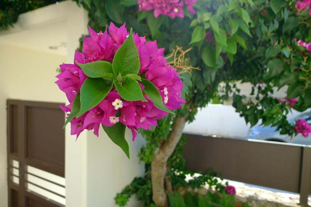 Maria & Manos Guest House, Agios Onoufrios Beach Εξωτερικό φωτογραφία